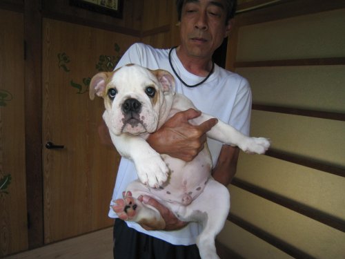 中屋ブリーダーの画像